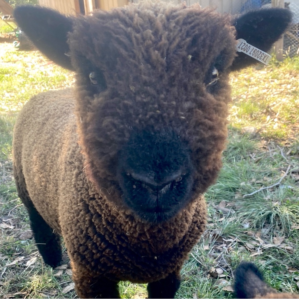 Meet your Posher, Carolina